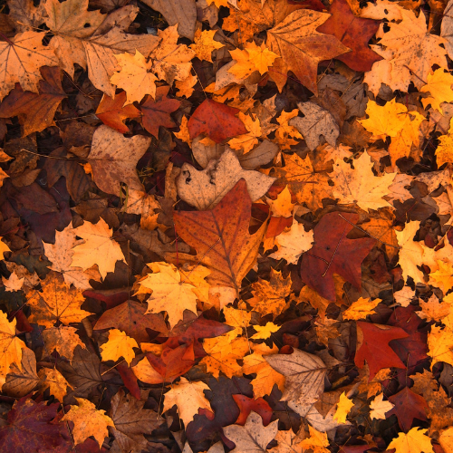 image illustration Fermeture exceptionnelle